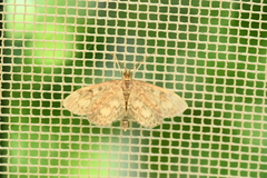 Anania coronata