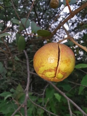 Camellia oleifera