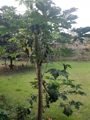 Vasconcellea pubescens