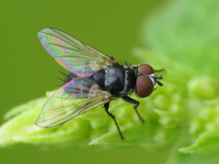 Graphogaster vestita