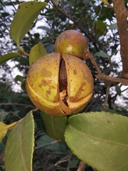 Camellia oleifera