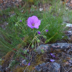 Erodium tataricum