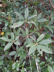 Rhododendron ovatum