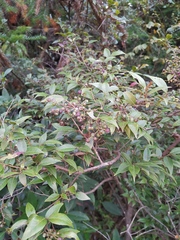 Vaccinium bracteatum