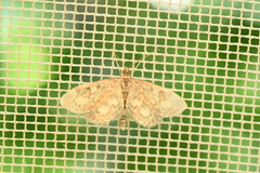 Anania coronata