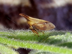 Enchenopa gracilis