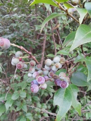 Vaccinium bracteatum