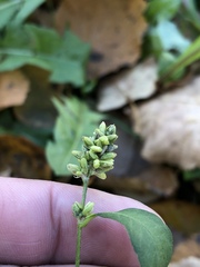 Persicaria tomentosa