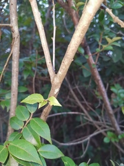 Vaccinium bracteatum