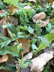 Persicaria tomentosa