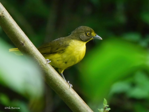Yellow-eyed Bristlebill