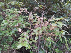 Vaccinium bracteatum