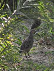 Ortygornis pondicerianus