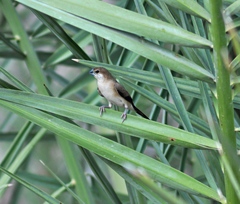 Euodice malabarica