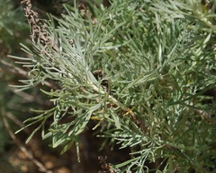 Artemisia nesiotica