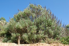 Artemisia nesiotica