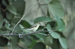 Euodice malabarica