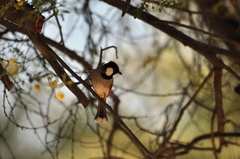 Pycnonotus leucotis