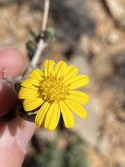 Osteospermum sinuatum