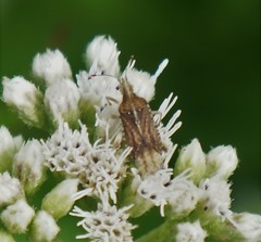 Harmostes fraterculus