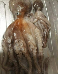 Enteroctopus megalocyathus image