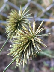 Cyperus lancastriensis