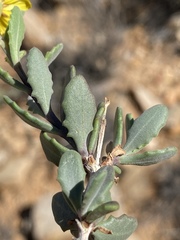 Osteospermum sinuatum