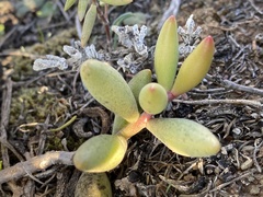 Adromischus filicaulis