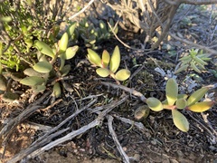 Adromischus filicaulis