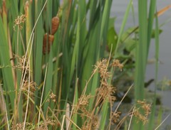 Juncus effusus compactus