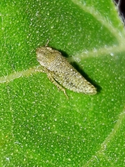 Xerophloea