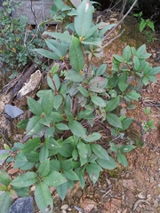 Rhododendron ovatum