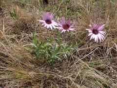 Dimorphotheca spectabilis