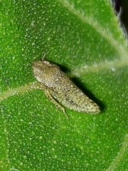 Xerophloea