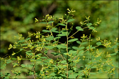 Wikstroemia trichotoma