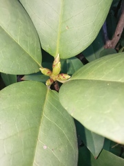 Rhododendron ovatum