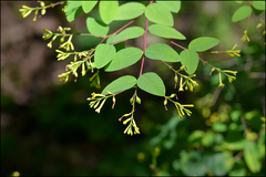 Wikstroemia trichotoma