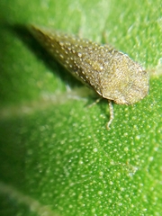 Xerophloea