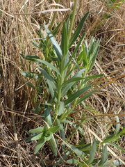 Dimorphotheca spectabilis