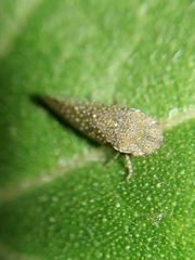 Xerophloea