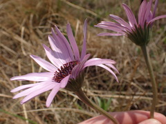 Dimorphotheca spectabilis