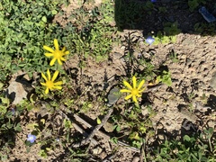 Senecio cardaminifolius