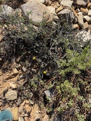Osteospermum sinuatum