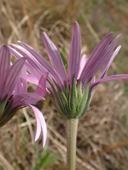 Dimorphotheca spectabilis