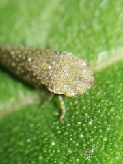Xerophloea