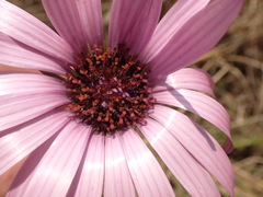 Dimorphotheca spectabilis