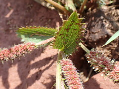 Acalypha angustata