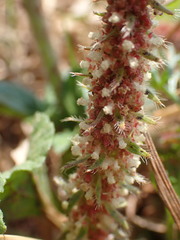 Acalypha angustata
