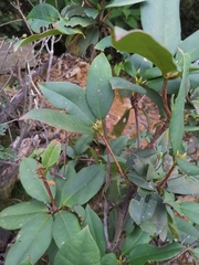 Rhododendron ovatum