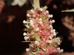 Acalypha angustata